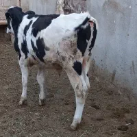 گوساله نر هولشتاین
