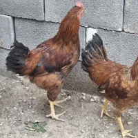 خروس کوشتنی و پرورشی
