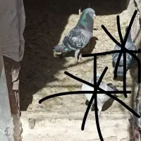 کفتر پلاکی معاوضه