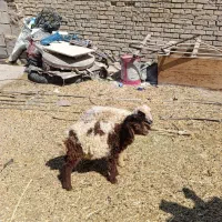 بره نر وماده