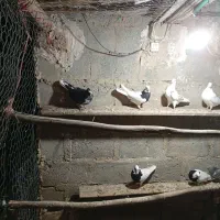 دسته طوقی
