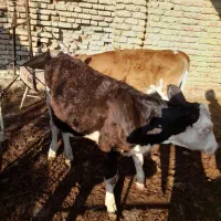 گوساله