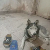 سگ هاسکی