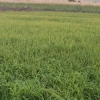 شلتوک برنج