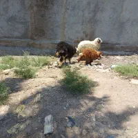 گوسفند عوسی