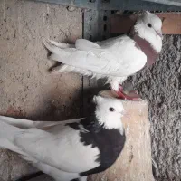 طوقی ماده .شهرضا