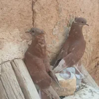 سرخ دمگیر دولا