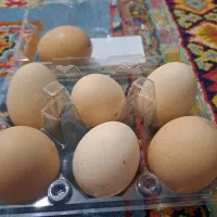 تخم برهما و جوجه امپراطور