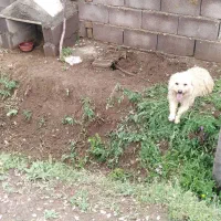 سگ پاکوتاه نر