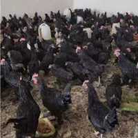 خروس سیاه برای چشم نظر