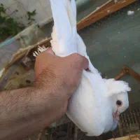 سفید کاکلی