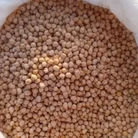 نخود دایمی درجه یک