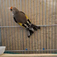 سهره نر بهاره دورگ داغسر