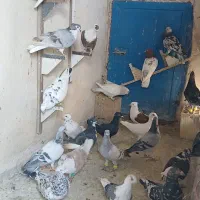 کفتر هوایی تعداد ۴۵ عدد