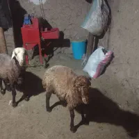 توخلی نر