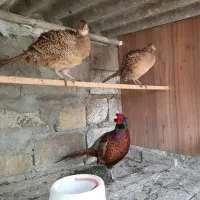 مرغ خروس پرنده فروشی