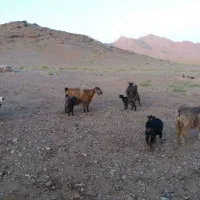 بز داشتی کره دار