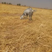 4عدد کهره ماده 6ماهه