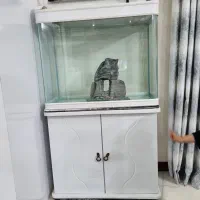 آکواریم شیشه خم شرکتی