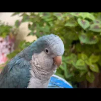 راهب نر سخنگو آبی از بچگی دست خودم بوده