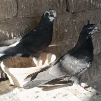 کبوتر پرشی
