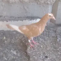 جوجه پلنگ زرد
