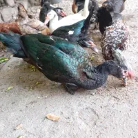 اردک