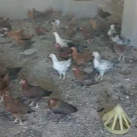 مرغ و خروس نمیه بالاغ