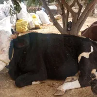 یک عدد گاو سمینتال