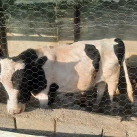 فروش گوساله نر جنس دار