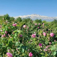 گل محمدی دیمی مرگور