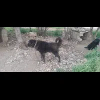 یک جفت نرلاس