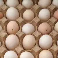 تخم مرغ بومی