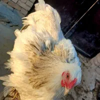 برهما
