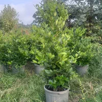 یاس هلندی