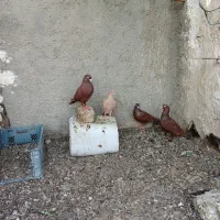 سرخ‌بلژیکی