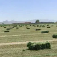 یونجه کیلویی 35هزار