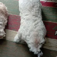 خیگ