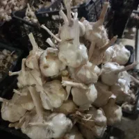 سیر