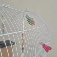 طوطی کوتوله