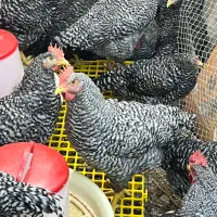 خروس آماده زبح برای عید قربان