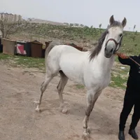 کره نریون ۳ به ۴ کره سیلمی رخش آزادیخواه