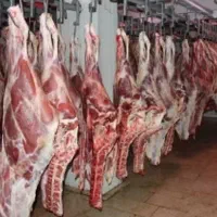 گوشت گوسفند تازه