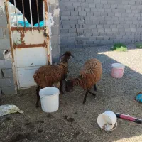 بره ماده