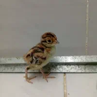 جوجه بلدرچین یک هفته ای