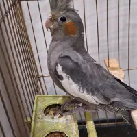 عروس هلندی ماده
