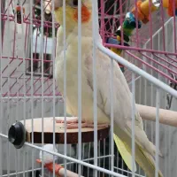 عروس هلندی با قفس