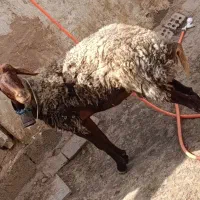 میش کاور  چهاردندان تخمی درشط افشاری