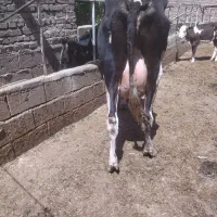 گاو