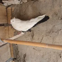 دومی|حیوانات مزرعه|بروجرد, |دیوار